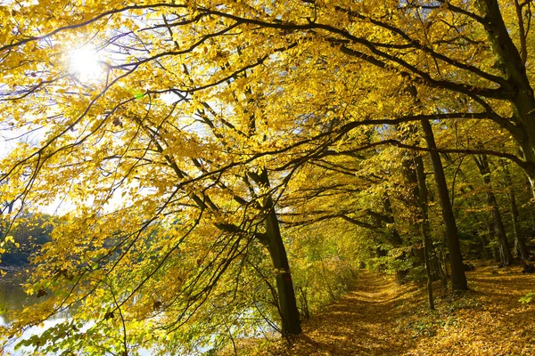 Kolorowa Jesień Natura Starymi Dużymi Drzewami Rzece Sazawie Czechach Środkowych — Zdjęcie stockowe