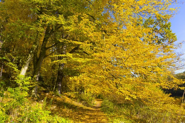 Colorato Autunno Natura Con Vecchi Grandi Alberi Sul Fiume Sazava — Foto Stock