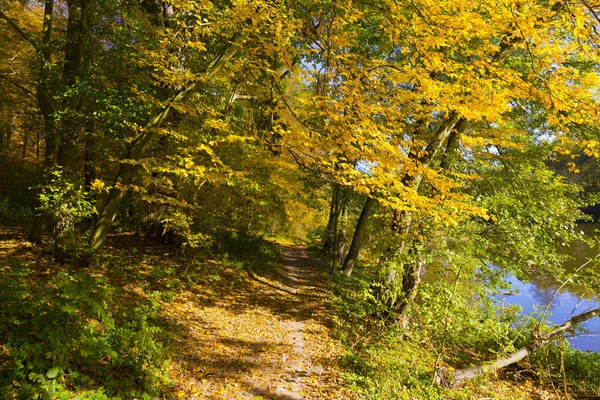 Kolorowa Jesień Natura Starymi Dużymi Drzewami Rzece Sazawie Czechach Środkowych — Zdjęcie stockowe