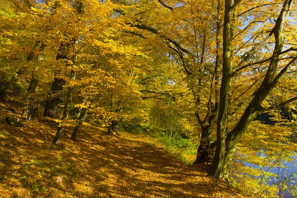Kolorowa Jesień Natura Starymi Dużymi Drzewami Rzece Sazawie Czechach Środkowych — Zdjęcie stockowe