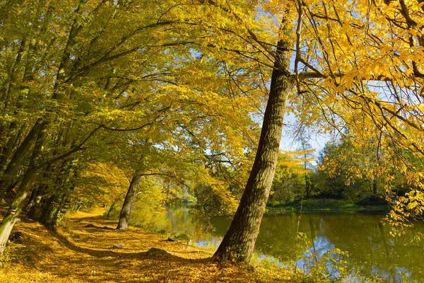 Färgglad Höst Natur Med Gamla Stora Träd Floden Sazava Centrala — Stockfoto