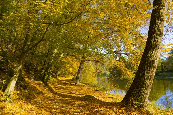 Kolorowa Jesień Natura Starymi Dużymi Drzewami Rzece Sazawie Czechach Środkowych — Zdjęcie stockowe