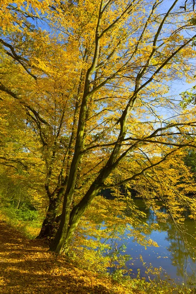 Färgglad Höst Natur Med Gamla Stora Träd Floden Sazava Centrala — Stockfoto