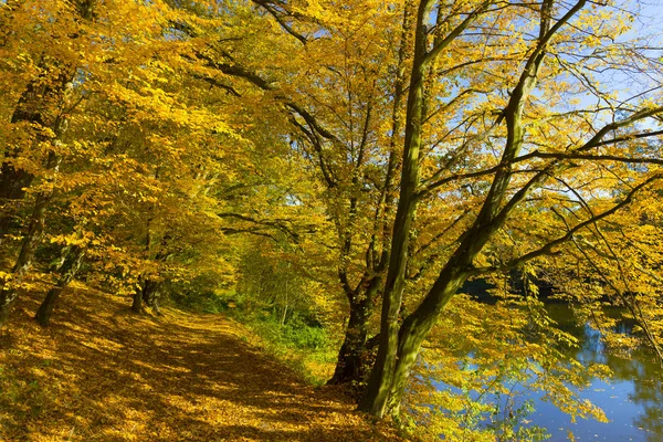 Kolorowa Jesień Natura Starymi Dużymi Drzewami Rzece Sazawie Czechach Środkowych — Zdjęcie stockowe