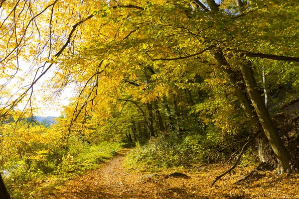 Barevný Podzim Příroda Starými Velkými Stromy Kolem Řeky Sazavy Středních — Stock fotografie