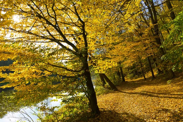 Colorful Autumn Nature Old Big Trees River Sazava Central Bohemia — Stock Photo, Image