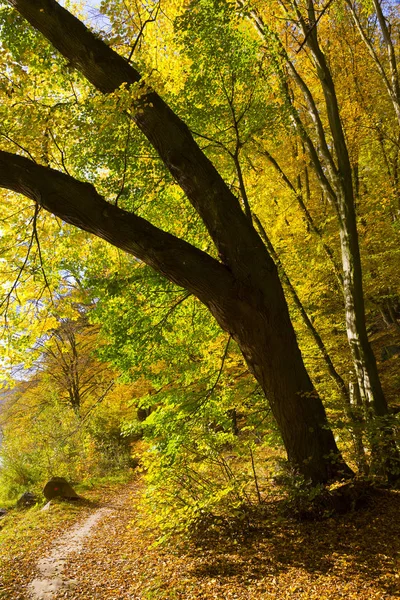 Colorful Autumn Nature Old Big Trees River Sazava Central Bohemia — Stock Photo, Image