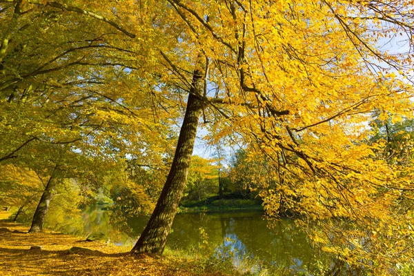 Colorful Autumn Nature Old Big Trees River Sazava Central Bohemia — Stock Photo, Image