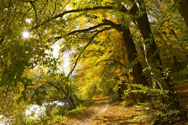 捷克共和国波希米亚中部萨萨瓦河畔的五彩缤纷的秋天自然与古老的大树 — 图库照片