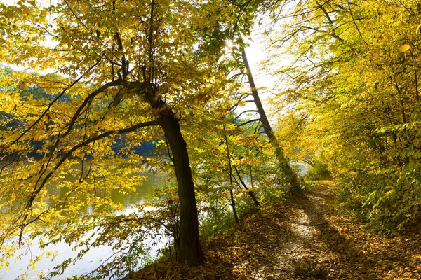 Färgglad Höst Natur Med Gamla Stora Träd Floden Sazava Centrala — Stockfoto