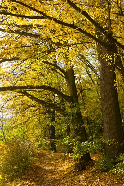 Colorful Autumn Nature Old Big Trees River Sazava Central Bohemia — Stock Photo, Image