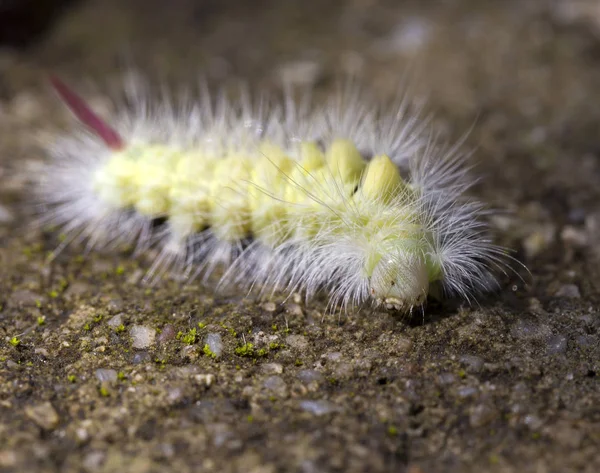 Bruco Infestante Velenoso Della Falena Calliteara Pudibunda — Foto Stock