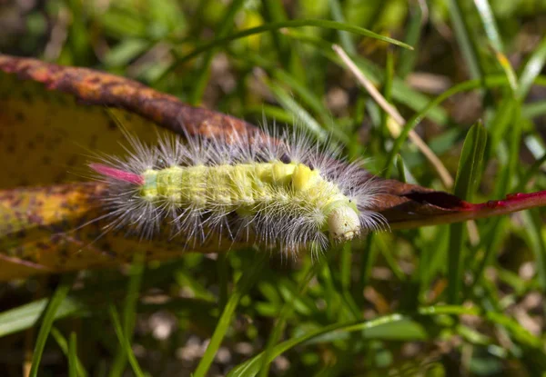 Chenille Nuisible Empoisonnée Teigne Calliteara Pudibunda — Photo