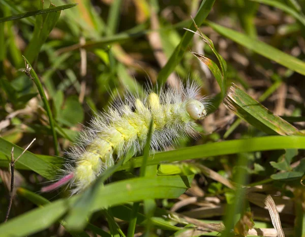 Chenille Nuisible Empoisonnée Teigne Calliteara Pudibunda — Photo