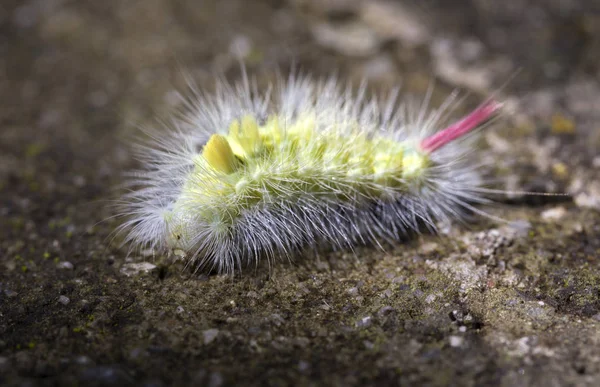 Bruco Infestante Velenoso Della Falena Calliteara Pudibunda — Foto Stock