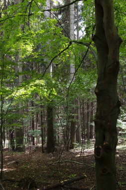 Çek Cumhuriyeti 'nin Jesenik Dağı' nda yaz manzarası