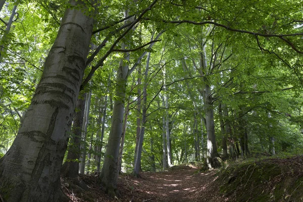 Літній Пейзаж Горі Джесенік Чехія — стокове фото