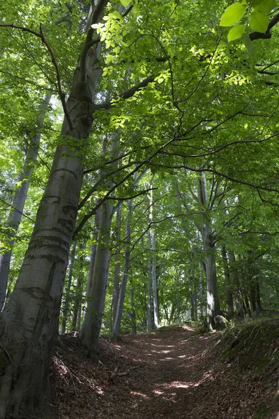 Літній Пейзаж Горі Джесенік Чехія — стокове фото