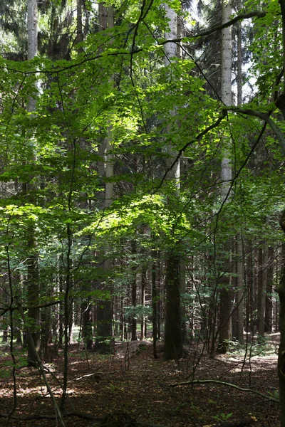 Літній Пейзаж Горі Джесенік Чехія — стокове фото