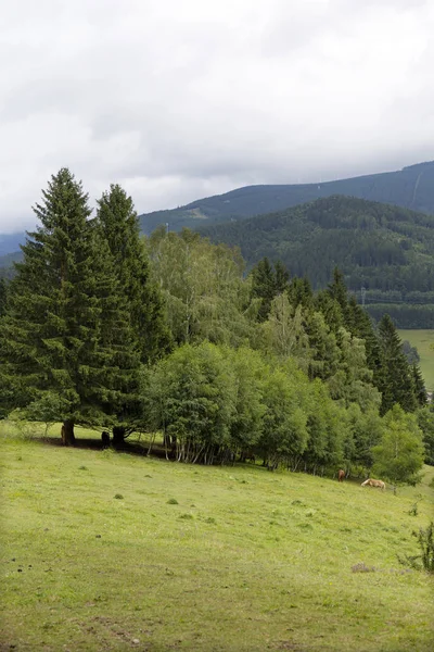 チェコ共和国 イェセニク山の夏の風景 — ストック写真