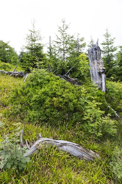 Paysage Estival Dans Montagne Jesenik République Tchèque — Photo