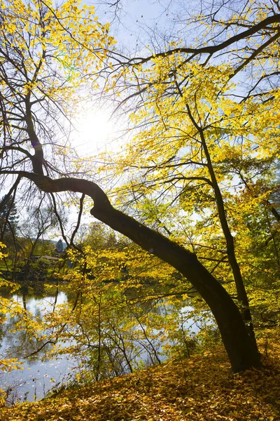 Outono Colorido Natureza Com Grandes Árvores Velhas Sobre Rio Sazava — Fotografia de Stock