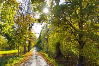 Çek Cumhuriyeti 'nin merkezi Bohemya' nın Manzarasında Renkli Sonbahar Ağaçları