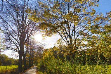 Çek Cumhuriyeti 'nin merkezi Bohemya' nın Manzarasında Renkli Sonbahar Ağaçları