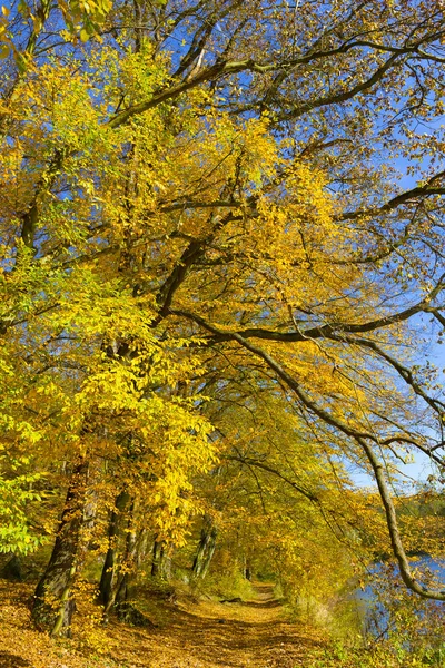 Färgglad Höst Natur Med Gamla Stora Träd Floden Sazava Centrala — Stockfoto