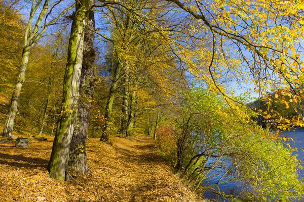 Kolorowa Jesień Natura Starymi Dużymi Drzewami Rzece Sazawie Czechach Środkowych — Zdjęcie stockowe