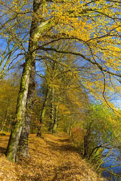 チェコ共和国中央ボヘミアのサザヴァ川に関する古い大きな木とカラフルな秋の自然 — ストック写真