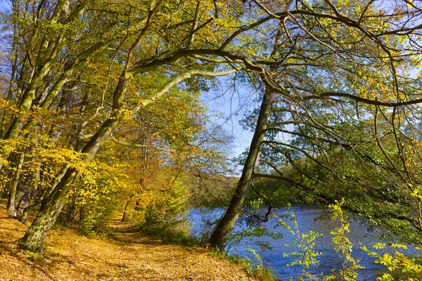 Outono Colorido Natureza Com Grandes Árvores Velhas Sobre Rio Sazava — Fotografia de Stock