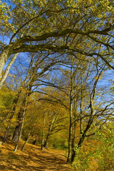 Outono Colorido Natureza Com Grandes Árvores Velhas Sobre Rio Sazava — Fotografia de Stock