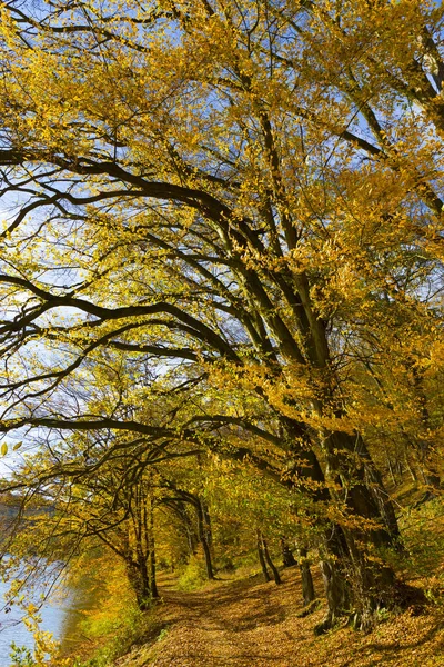 Färgglad Höst Natur Med Gamla Stora Träd Floden Sazava Centrala — Stockfoto