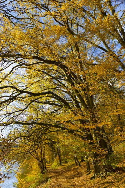 Colorful Autumn Nature Old Big Trees River Sazava Central Bohemia — Stock Photo, Image