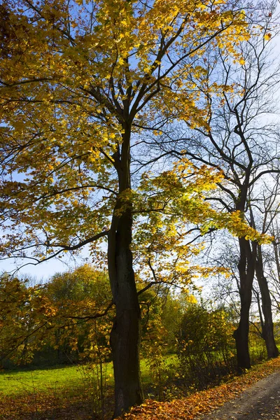 Colorful Autumn Trees Landscape Central Bohemia Czech Republic — Stock Photo, Image