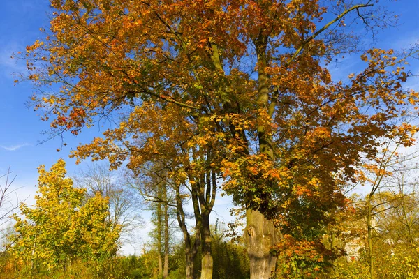 Colorful Autumn Trees Landscape Central Bohemia Czech Republic — Stock Photo, Image