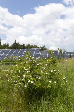 Bahar çiçekli çayırdaki güneş enerjisi santrali 
