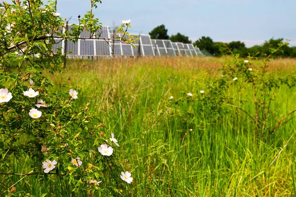 Solar Power Station Spring Flowering Meadow — Stock Photo, Image