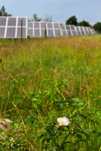 Solar Power Station Spring Flowering Meadow — Stock Photo, Image