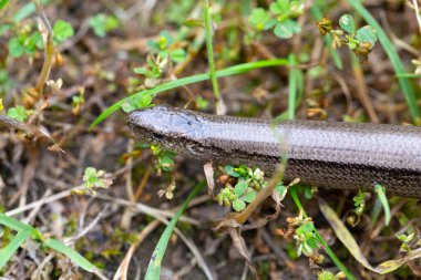 Doğadaki Kör Solucan Kırılganlığının (Anguis Fragilis) Detayları