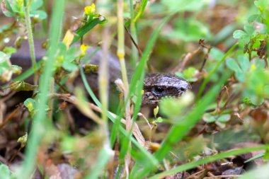 Doğadaki Kör Solucan Kırılganlığının (Anguis Fragilis) Detayları