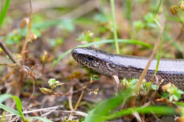 Detalle Del Gusano Ciego Frágil Anguis Fragilis Naturaleza —  Fotos de Stock