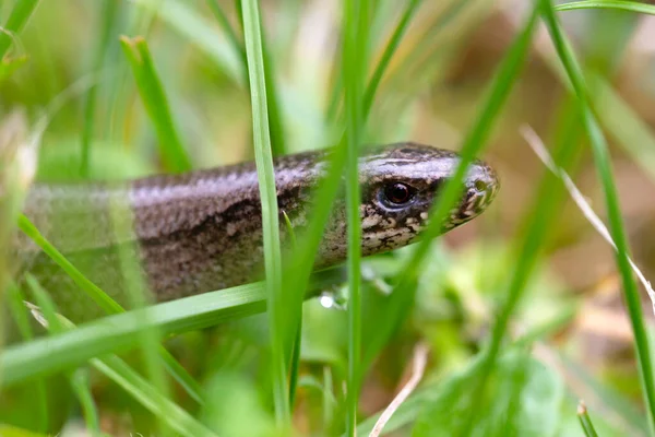 Détail Ver Aveugle Fragile Anguis Fragilis Dans Nature — Photo