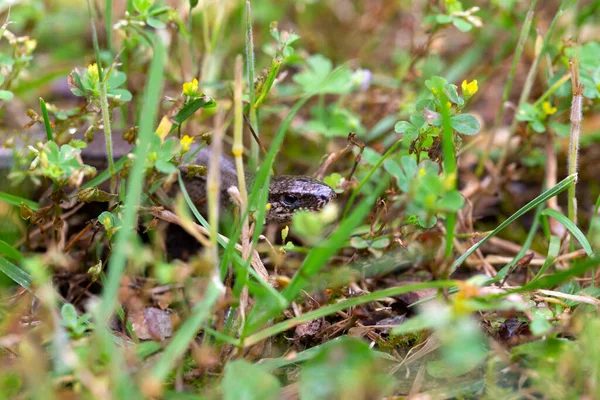 Detalle Del Gusano Ciego Frágil Anguis Fragilis Naturaleza —  Fotos de Stock