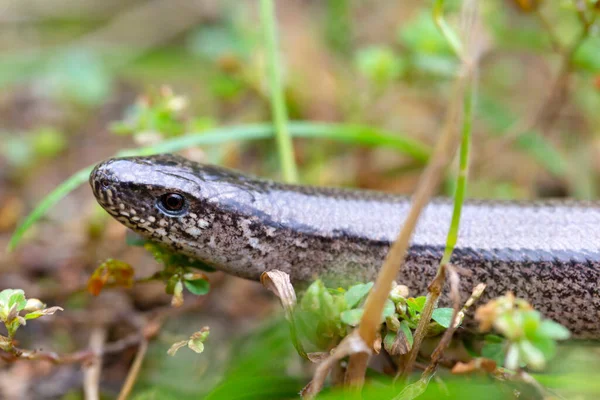 Detalle Del Gusano Ciego Frágil Anguis Fragilis Naturaleza —  Fotos de Stock