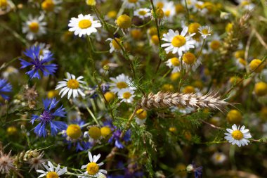 Mısır ve kır çiçeklerinin yaz doğasındaki ayrıntıları.