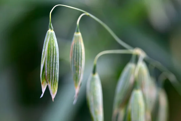 Detail Des Grünen Haferspießes — Stockfoto