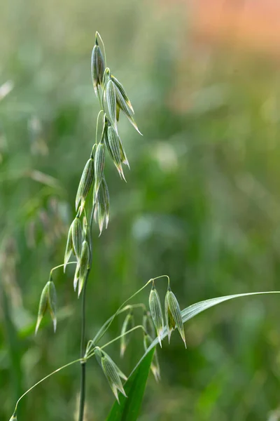 Detail of the green Oat Spike