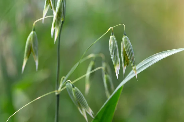 Detail Van Groene Haver Spike — Stockfoto